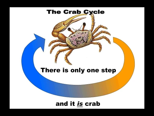 A Crab with arrows pointing back to itself as if a life cycle. The caption reads: The crab Cycle - there is only one step, and it is crab